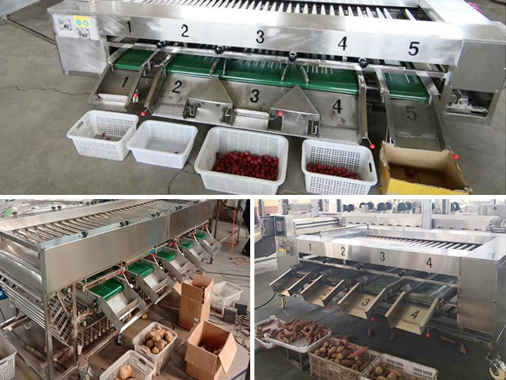 Taizy potato sorting machine