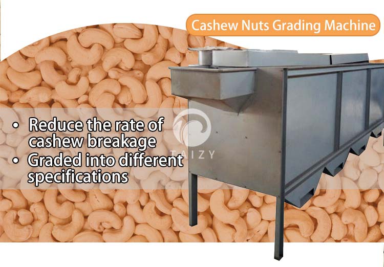 Cashew nut grading machine