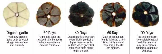 Proceso de fermentación del ajo negro.