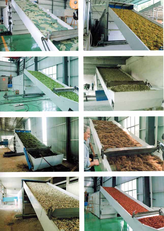 Automatic fruit and vegetable dryer machine