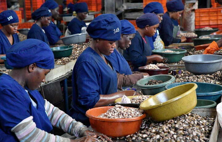 Cashew nut processing plant