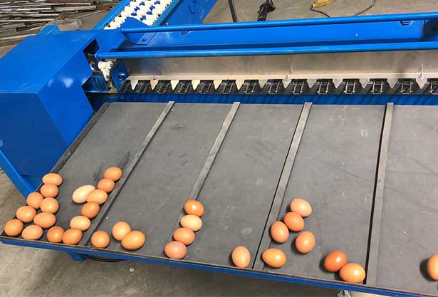 egg grading machine