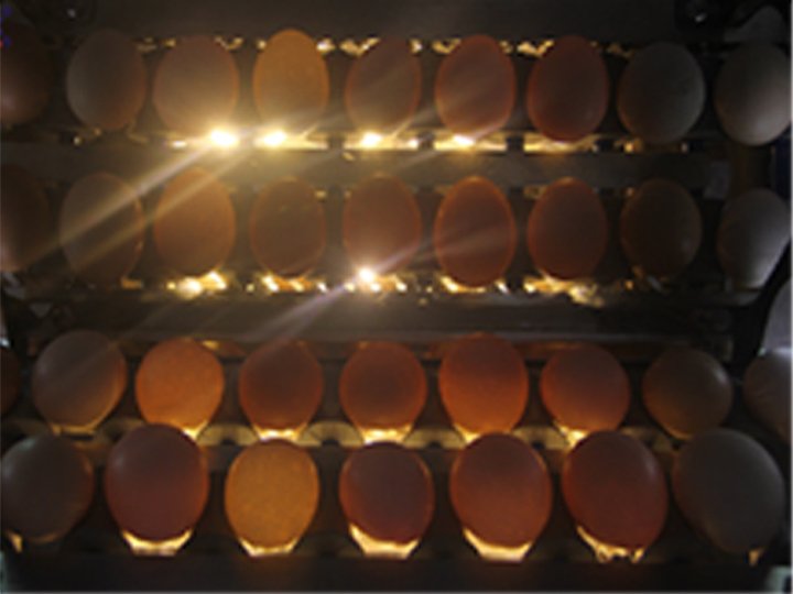 Automatic Egg Grading Machine | Egg Sorting Machine 5 Optical inspection device of egg grading machine