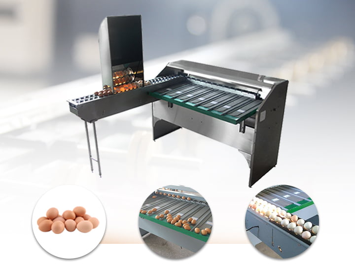 Automatic egg grading sorting machine