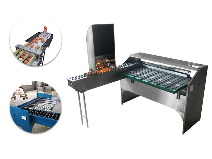Automatic Egg Grading Machine | Egg Sorting Machine 7 Egg grading machine for sale