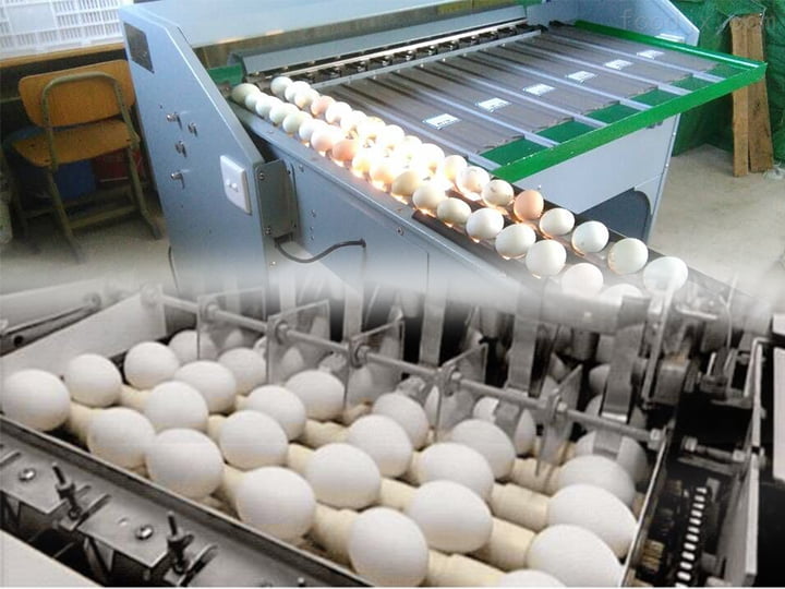 Automatic Egg Grading Machine | Egg Sorting Machine 6 How to grade eggs