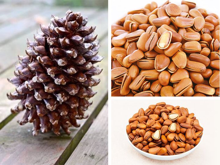 pine cone and pine nuts