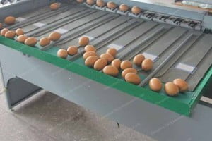 egg grading machine is popular in Malaysia