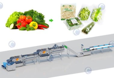 clean vegetable processing plant
