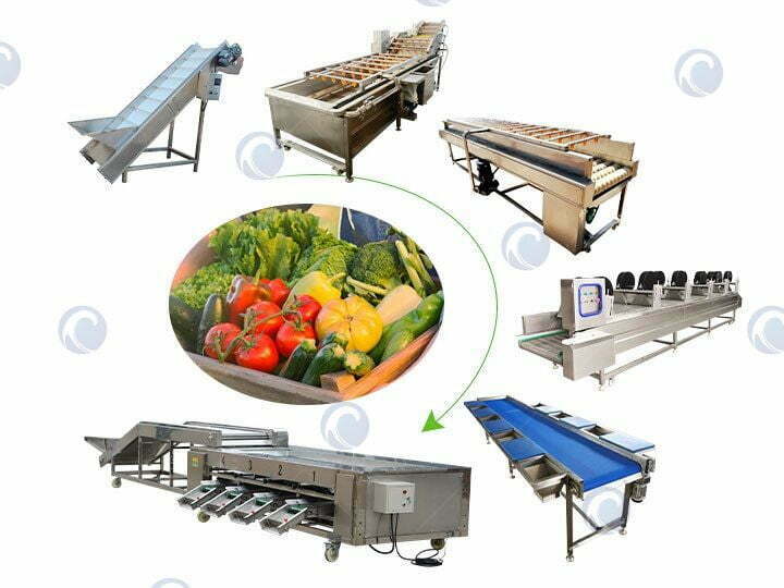 Industrial processing plant for vegetables and fruits