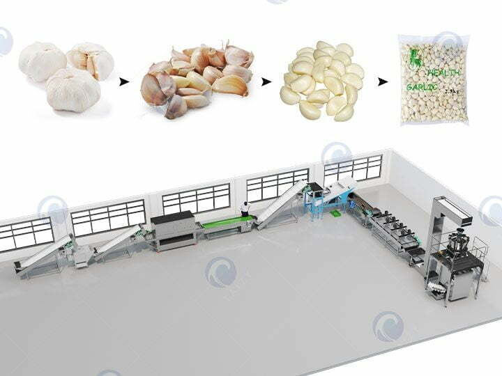 Garlic processing plant