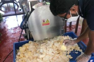 انڈونیشیا میں ادرک پاؤڈر پلانٹ