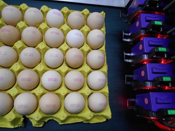 Coded eggs with egg printer