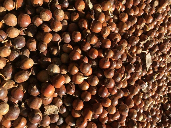 acorns for shelling